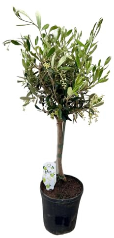 Olivenbaum Olea – Zimmerpflanze Ø15cm 60cm – Mediterrane Kübelpflanze mit silbergrünem Laub – Pflegeleichte Olive für Innen & geschützte Außenbereiche