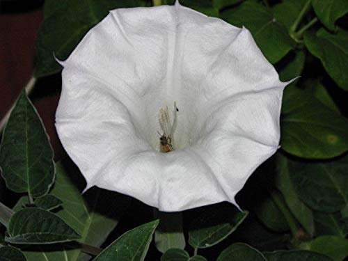 Portal Cool Datura Inoxia * Bloomer di notte fragrante * Tromba d'angelo * Non * 100 semi