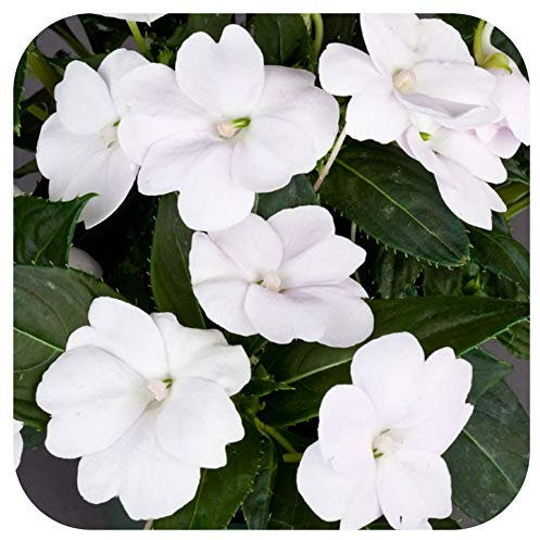 SunPatiens® Impatiens Vigorous Clear White Large Plug Plants x 3 Busy Lizzies