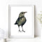 Din A4 Kunstdruck ungerahmt - Amsel Drossel Vogel Natur Aquarell modern Druck Poster Bild
