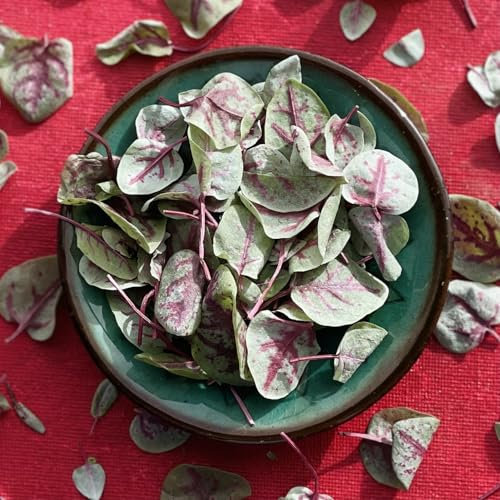 Edible Freeze Dried Salad Burnet Leaves - 400ml - UK Grown - Certified Food Grade (529)