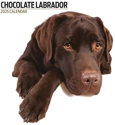 Labrador Chocolate 2025 Moderner Kalender