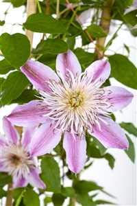 Clematis Hybride 'Empress' Waldrebe Kletterpflanze im Topf gewachsen (60-100cm)