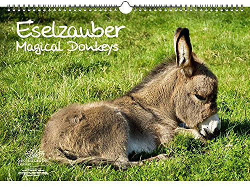 Eselzauber DIN A3 Kalender - Immerwährender Kalender Esel - Seelenzauber