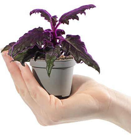 Baby Purple Velvet Plant - Gynura Auranti Indoor Houseplant in 6cm Pot | Mini Plant with Purple Leaves | for Home and Office | Grow Your Own Baby Plants