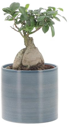 KENTIS - Bonsai Ficus Ginseng/Retusa - Bonsai Pianta Vera - H 25-35 cm e Vaso Ø 15 cm