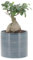 KENTIS - Bonsai Ficus Ginseng/Retusa - Bonsai Pianta Vera - H 20-30 cm e Vaso Ø 12 cm