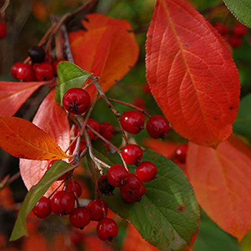 Filzige Apfelbeere 'Brilliant' - Aronia Arbutifolia Brilliant - 40-60 cm Topf: Filzige Blätter