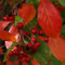 Filzige Apfelbeere 'Brilliant' - Aronia Arbutifolia Brilliant - 40-60 cm Topf: Filzige Blätter