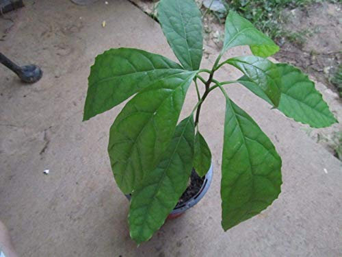 seedsown 1 Pflanze Avocado l Obstbaum, Sämling Pflanze 17-22 '' Long