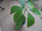 seedsown 1 Pflanze Avocado l Obstbaum, Sämling Pflanze 17-22 '' Long