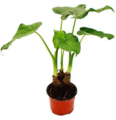Alocasia cucullata 12cm - Elephant ear height 25cm-30cm