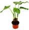 Alocasia cucullata 12cm - Elephant ear height 25cm-30cm
