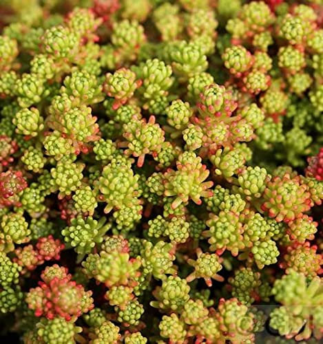 Türkischer Mauerpfeffer - Sedum lydium - lebende Gartenpflanze aus den Baumschulen