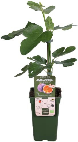 Higuera Árbol Frutal Resistente a Bajas Temperaturas Planta Exterior