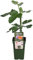 Higuera Árbol Frutal Resistente a Bajas Temperaturas Planta Exterior