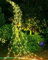 Lecone Solar Lichterkette Aussen 2M 200 LED Lichterschweif, Wasserfall Lichterketteaus Kupferdraht, 8 Modi Solar Lichterbündel, Wasserdicht IP65, für Gießkanne Pflanzen Terrasse Balkon Garten Deko