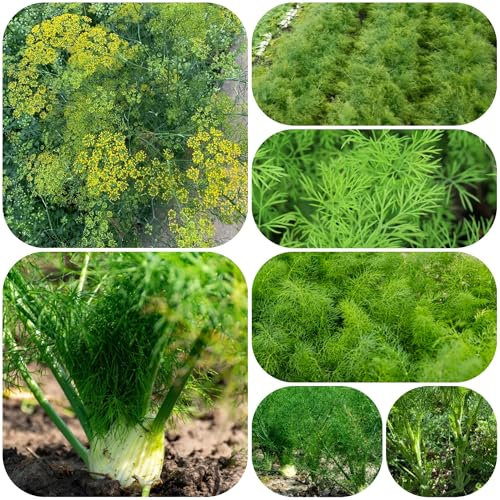 fenchel saatgut bio, fenchelsamen pflanzen für garten bodendecker pflanzen balkon beet stauden winterhart mehrjährig saatgut kräuter bodendecker samen bienenweide saatgut kräutergarten 800pcs