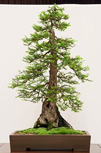 25 semi Sequoia Sempervirens (Sequoia Sequoia rossa Albero) Bonsai