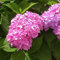 Bauernhortensie, Ballhortensie - Hydrangea Macrophylla Endless Summer - 50-60 cm Topf - Große, ballförmige Blüten
