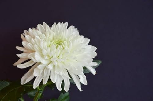 Chrysanthemen-Blumensamen 100 Stück weiß