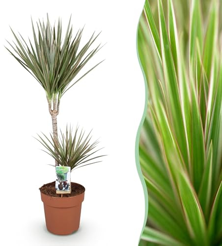 Green boutiQ - Zimmerpflanzen - Dracaena Marginata Bicolor - Drachenbaum - Wenig Pflege - Grün - braun - 1 Pflanze - Topf 21cm - Höhe 90-100cm