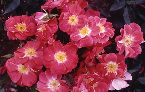 Margaret Chessum 3.5 Litre Bush Rose, Pink & White