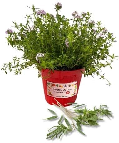 P. Piantine da Orto | Santoreggia, Pianta in Vaso Diametro 14 cm, Pianta Pronta per il Trapianto, Pianta Vera da Esterno, Vivaio Italiano