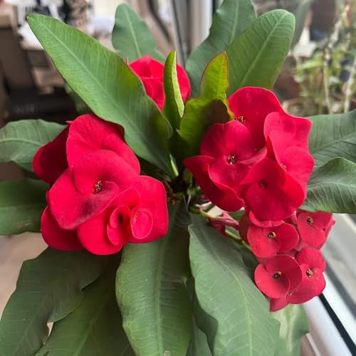 Semillas de espina de Cristo - plantas exóticas resistentes Planta de espina de Cristo, Euphorbia milii, balcón de semillas de flores regalos para los amantes del jardín plantas en 100pcs