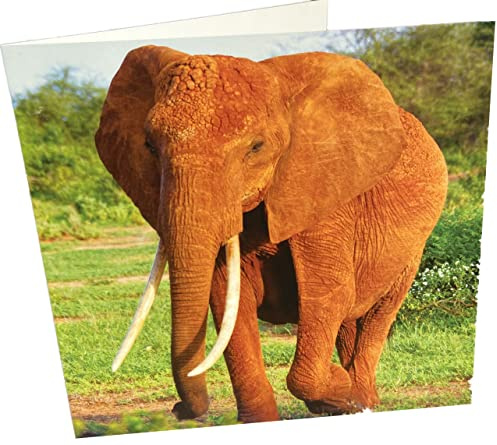Maturi Geburtstagskarte, quadratisch, blanko, Elefant