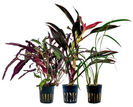 AquaOne Lot de 3 plantes de terrarium I Plantes de paludarium vivantes I Cordeline Red Edge Hemygraphis Exotica Ophiopogon Gigantea I Forêt tropicale Terrascaping