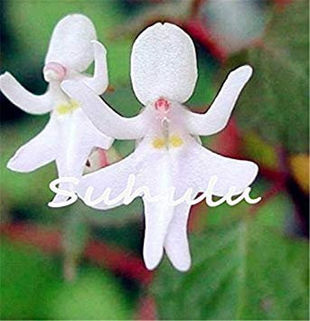 Vista 30 stücke Japanische Tiger Orchidee Samen Weiß und schwarz Radiata Reiher Orchidee Samen weltweit Seltene Arten Blume für hausgarten dekor 11