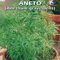 ANETO (Anethum graveolens) - SEMI
