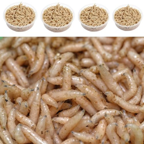 4 Kleine Dosen je ca 125 ml Maden Fleischmaden Angelmaden Angelköder Lebendfutter