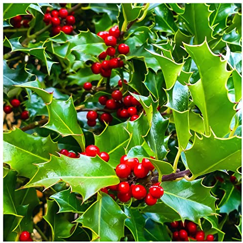 3 Common Holly Hedging Evergreen Plants, Ilex aquifolium 20-25cm in 9cm Pots 3fatpigs®