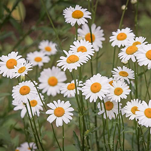 Haloppe 50 piezas de semillas de plantas de flores Cineraria para plantar en el jardín del hogar, semillas de flores silvestres para exteriores semillas de margarita