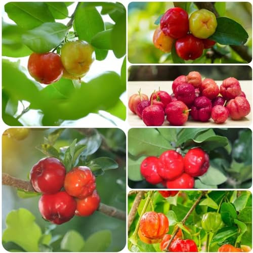 100 pcs Kirschbaum kaufen pflanze samen - bäume garten winterhart säulenobstbäume Kirschsamen, bonsai samen indoor winterfeste pflanzen für garten bonsaibaum samen alte sorten exotische