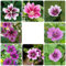 wilde malve samen - pflanzen für schatten draußen exotische pflanzen geschenk garten exotische pflanzen balkonpflanzen winterhart deko pflanzen balkon blumensamen balkon beet deko 100pcs