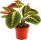 Maranta Fascinator Tricolour Prayer Plant for Home & Office (20-30cm Incl Pot).