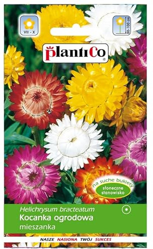PlantiCo 1g Strohblume Mischung Helichrysum Blumensamen für Trockensträuße Balkon Terrasse Einjährige Blühpflanze