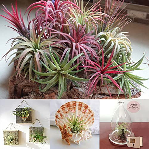 Haloppe 100 Stück Tillandsia-Pflanzensamen für die Bepflanzung des Hausgartens, Tillandsia-Samen, seltene sortierte Lonantha-Luftpflanzen, Gartenschönheitsdekoration
