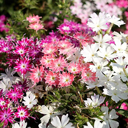 50 Phlox Drummonda Cuspidata Twinkle Star Mixed Seeds - Mixed Colour Flowers - 50 Seeds
