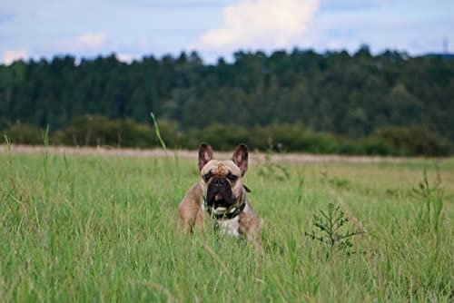 hansepuzzle 29827 - Französische Bulldogge Puzzle 2000 Teile - Tierwelt Motiv mit hochwertiger Aufbewahrung: Kartonbox und wiederverschließbarem Beutel - Format 90 × 60 cm