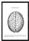 Nacnic Anatomie Poster | Vintage Stil Wanddekoration Abbildung von Brustkorb, Muskeln und Knochen | Verschiedene menschliche Körper, Biologie und Medizin Bilder | Größe A3