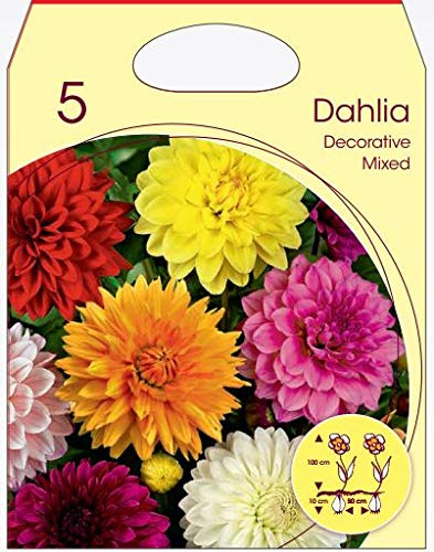 Holland Park Bulbi da Trapianto di Vari Colori e Tipologie a Fioritura Primaverile/Estiva (DALIE DECORATIVE VARI COLORI 5 BULBI)