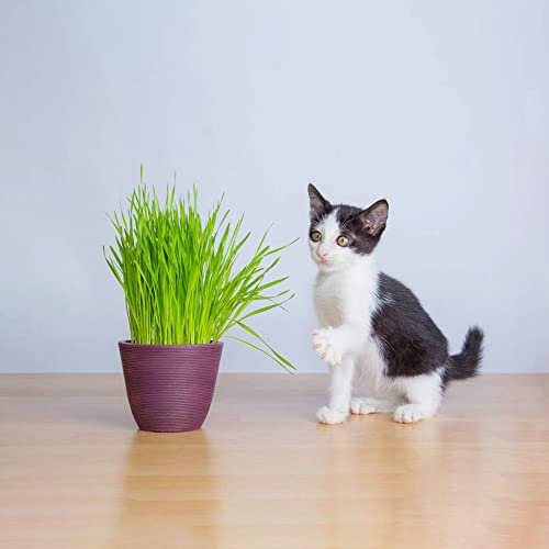 Katzengras Samen KräUtergarten WildkräUter Samen Cat Grass Bonsai Katzengras Fertig Gewachsen Zimmerpflanzen Balkon Winterharte Pflanzen FüR Garten Stauden Garten 300 Katzengras Pflanzensamen