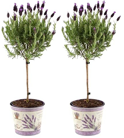 Plants by Frank Lavandula Stoechas Anouk auf Stamm Deluxe, 2 Stück, Ø 12 cm