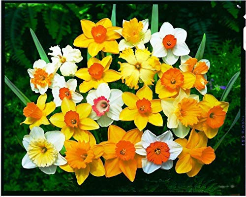 Portal Cool 20: 1-100 Mixta narciso/narciso Bulbos De nuestros mejores variedades de primavera Gran Valor