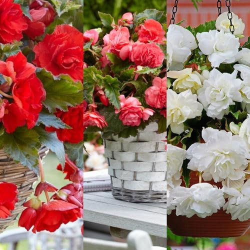 Carbeth Plants - 15 x Trailing Begonia Pendula Mixed Tubers - Summer Bulbs - Hanging Begonia Flowers - Planting in Garden Hanging Baskets, Pots, Containers