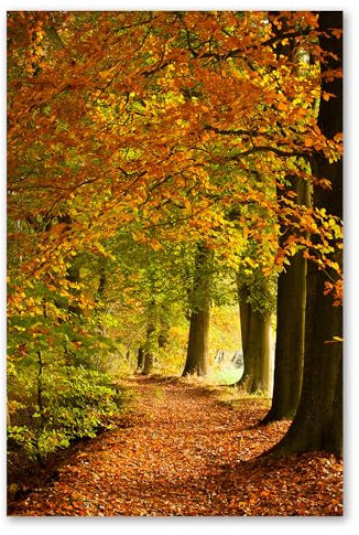 Postereck - 1797 - Herbst, Wald Weg Natur Landschaft Laub Blätter - Wandposter Fotoposter Bilder Wandbild Wandbilder - Poster - 4:3-40,0 cm x 30,0 cm